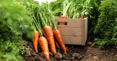 Carrots being harvested with a wooden box