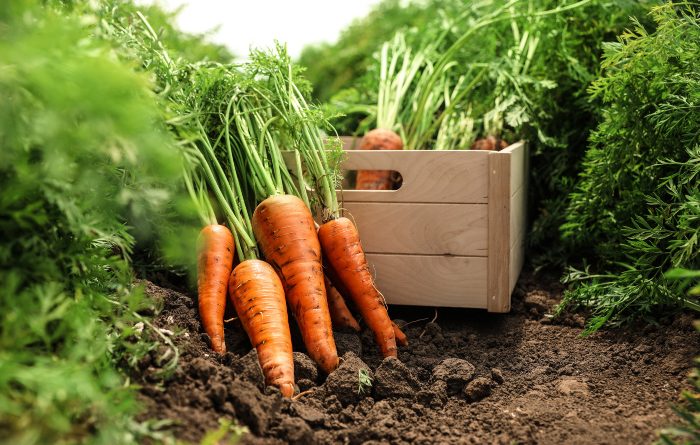 Carrots being harvested with a wooden box