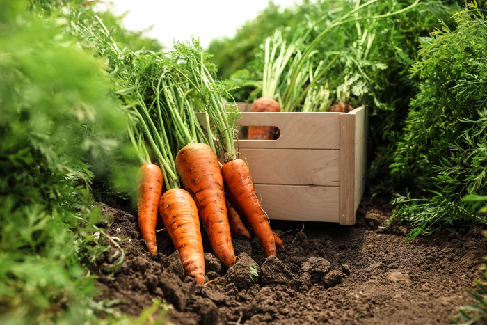 Carrots being harvested with a wooden box