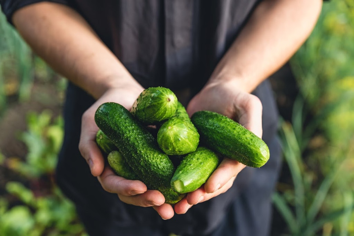 Hands with freshly picked cucumbers