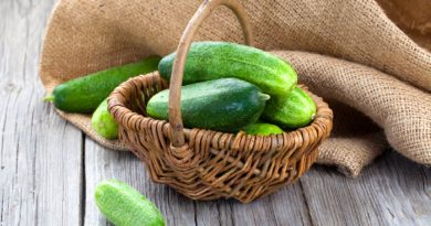Freshly picked cucumbers in a basket