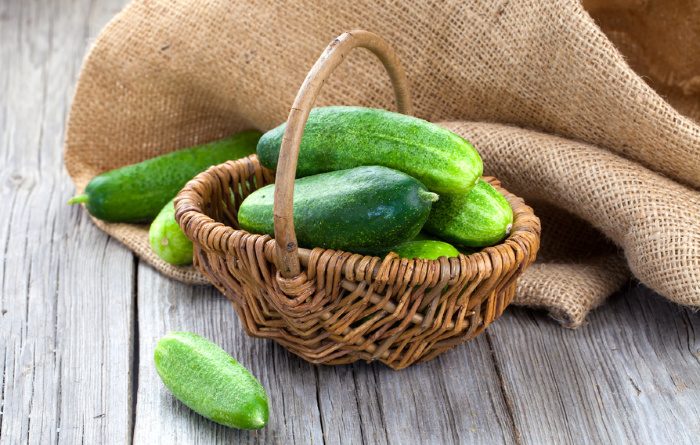 Freshly picked cucumbers in a basket