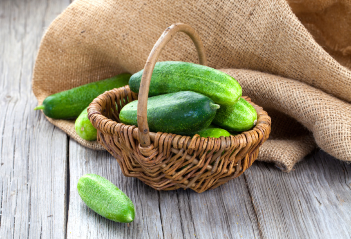 Freshly picked cucumbers in a basket