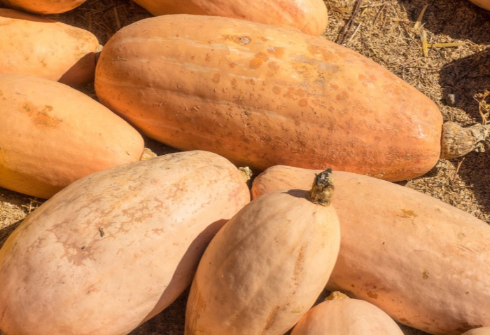 Banana squash in a garden