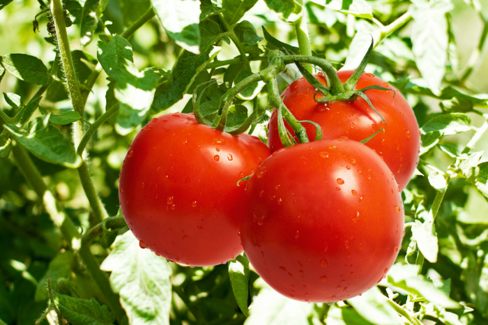 Tomatoes on a vine