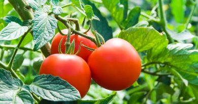 Tomatoes growing on the vine
