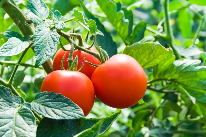 Tomatoes growing on the vine