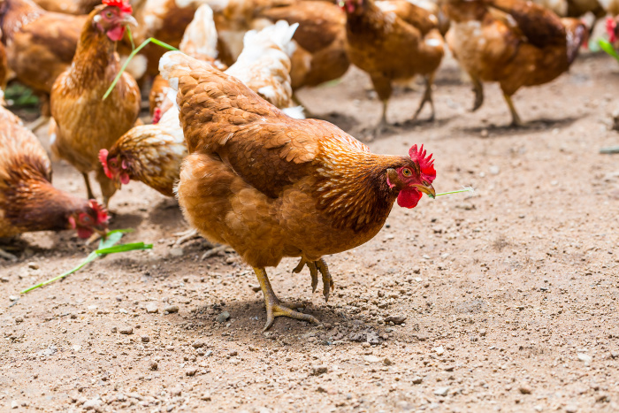 Cage-free chickens eating