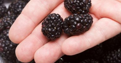 Blackberries in a Hand