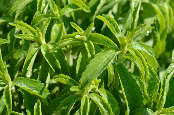 Stevia growing in the field