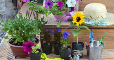 Flowers in pots ready to plant