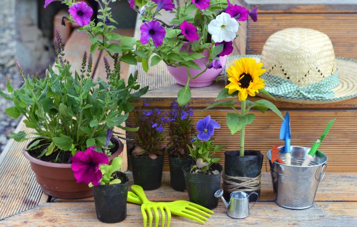 Flowers in pots ready to plant