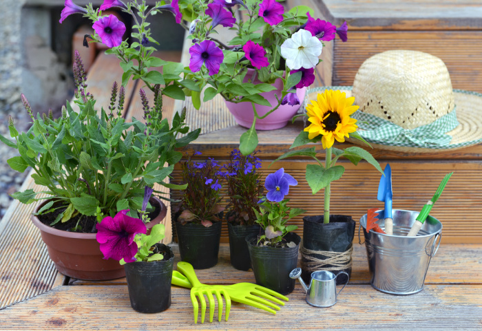 Flowers in pots ready to plant