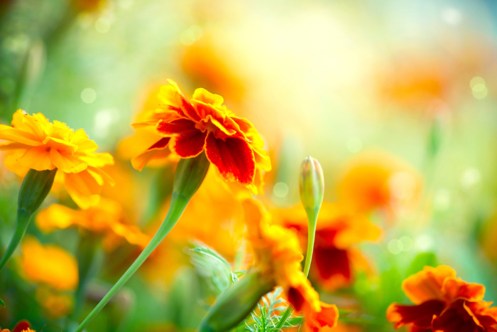 Marigold flowers in a field