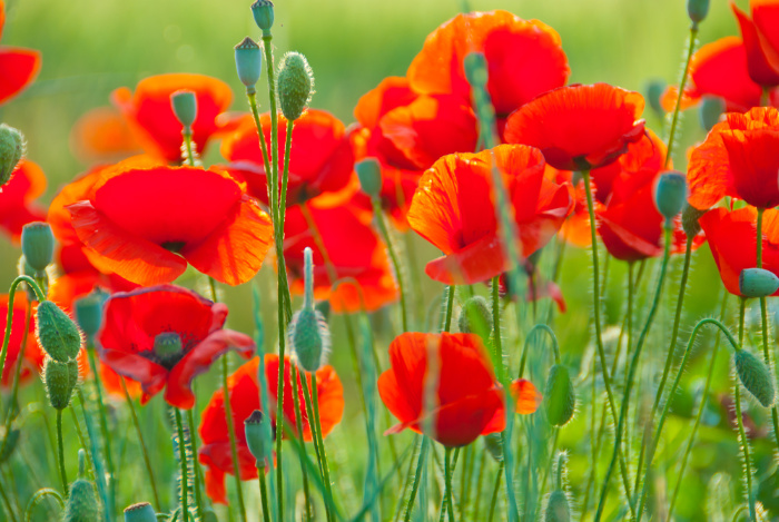 Poppy Flowers in a filed