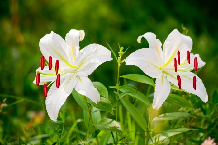 White Lily Flowers in field