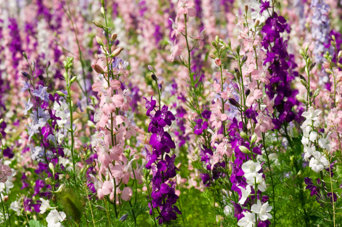 Delfinium flower in a field