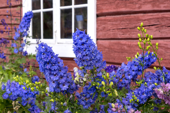 Larkspur flowers against a house