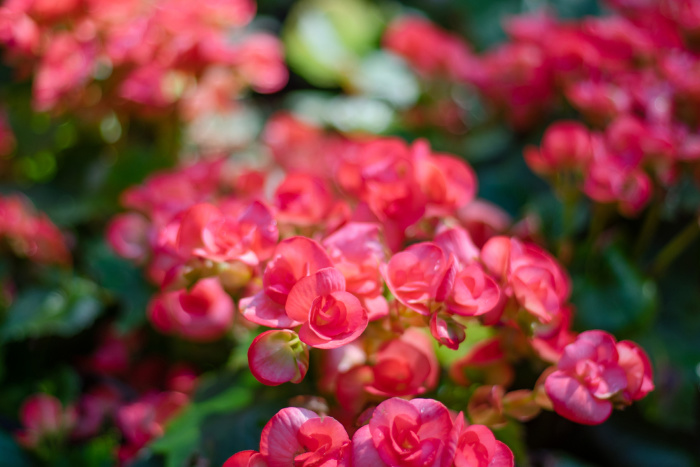 Begonias in a flower patch