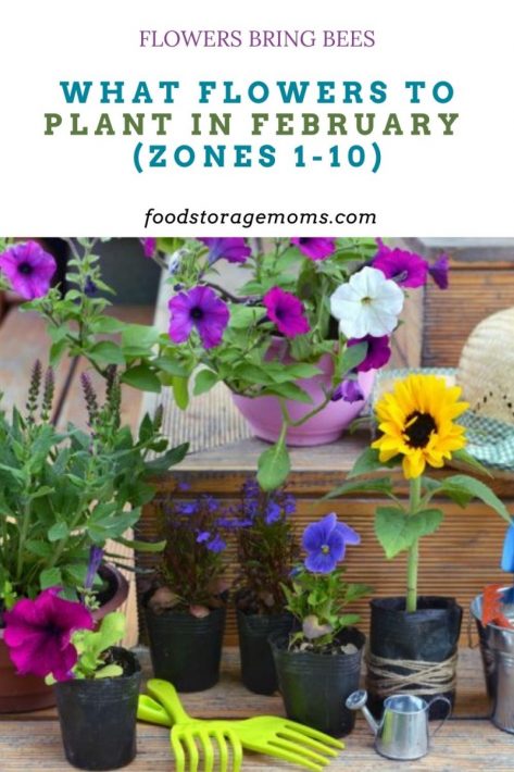 What Flowers to Plant in February (Zones 1-10)