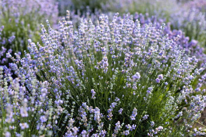 Lavender flowers in a field