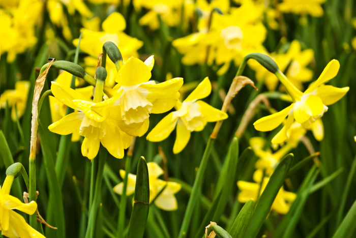 Daffodils in a field