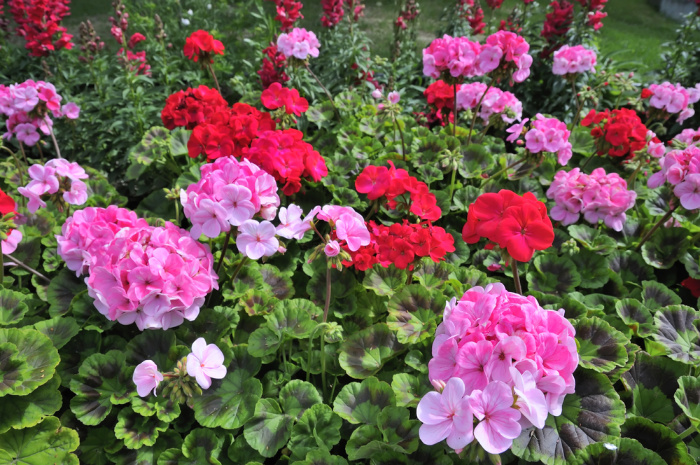 Geraniums in a field