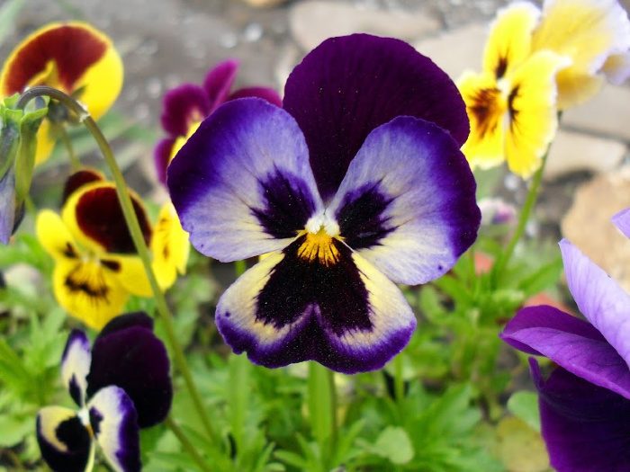 Pansies in a field