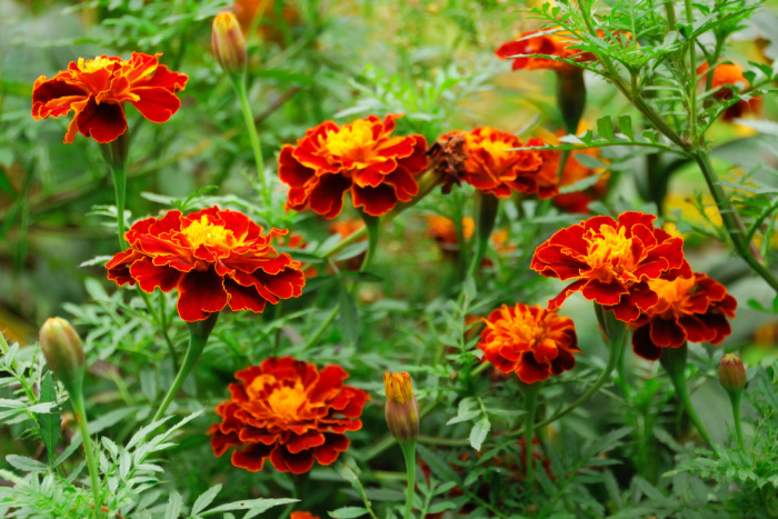 Marigolds in a field