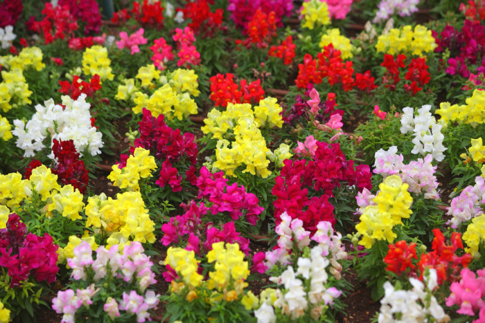 Snapdragons in a field