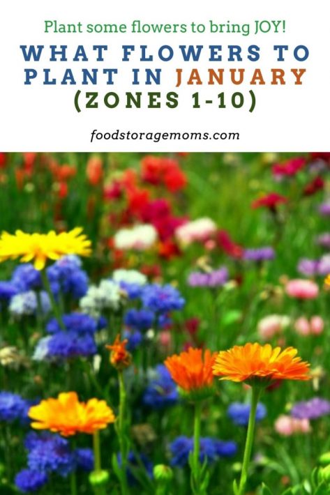 What Flowers to Plant in January (Zones 1-10)