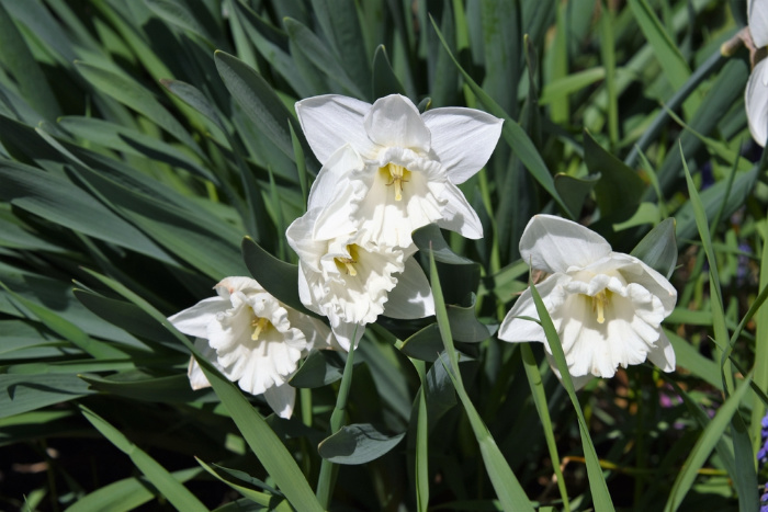 Paperwhite Narcissus Flowers