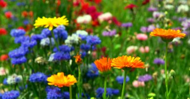 Flowers in a field