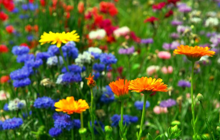 Flowers in a field