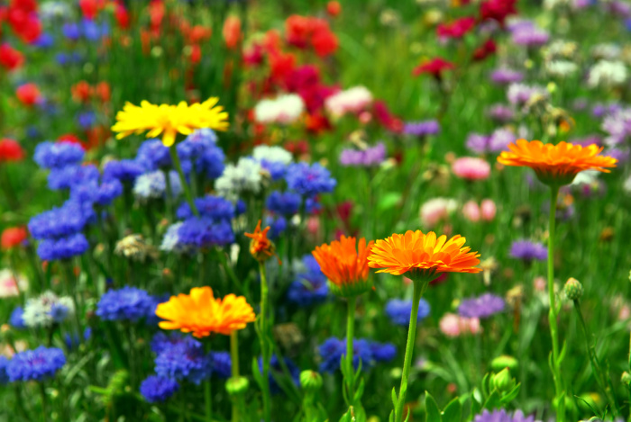 Flowers in a field