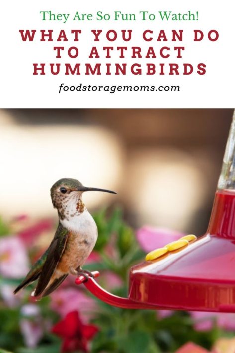 Hummingbirds Feeding on a Feeder