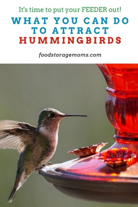 What You Can Do to Attract Hummingbirds