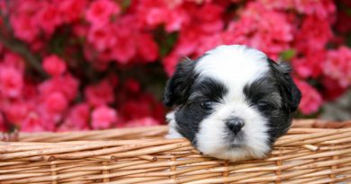 Black and White Dog with Flower background