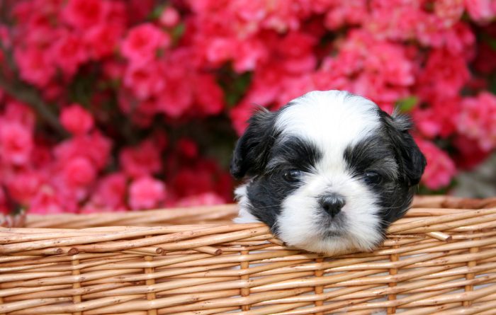 Black and White Dog with Flower background
