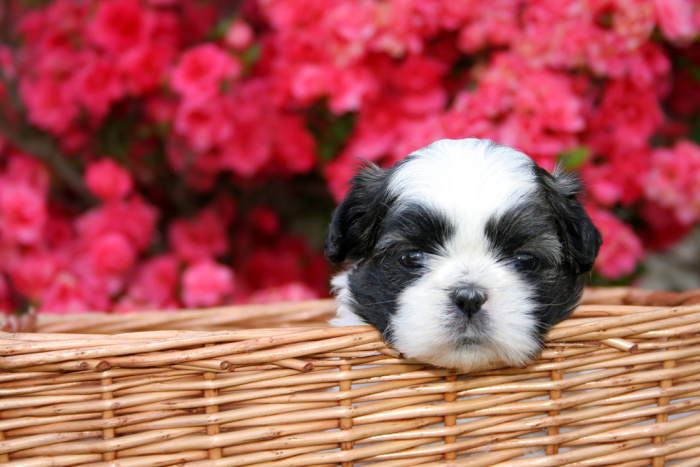 Black and White Dog with Flower background