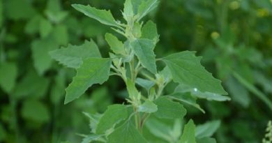 Can I Eat Lamb’s Quarters? Edible Weeds