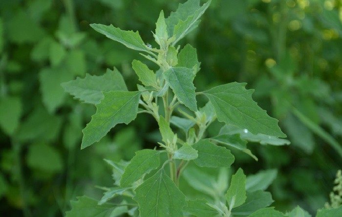 Can I Eat Lamb’s Quarters? Edible Weeds