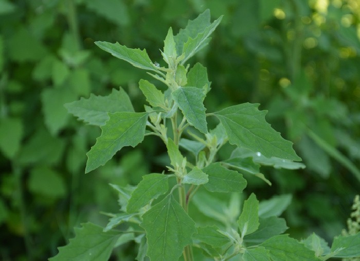 Can I Eat Lamb’s Quarters? Edible Weeds