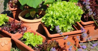 Container Gardens: Everything You Need To Know
