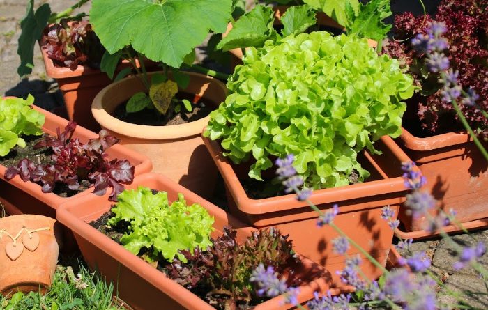 Container Gardens: Everything You Need To Know