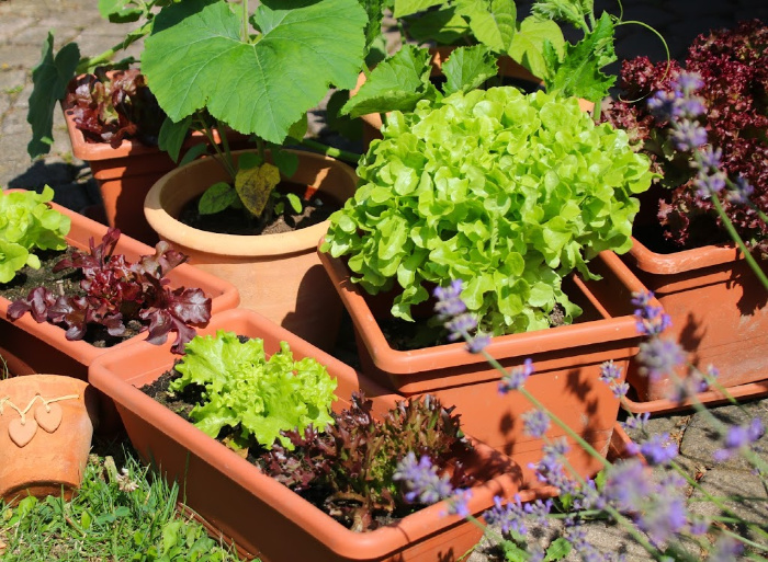 Container Gardens: Everything You Need To Know