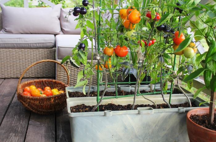 Tomatoes in containers