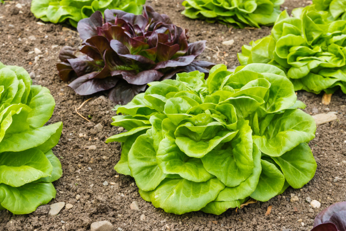 Lettuce: Everything You Need to Know 
