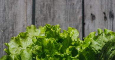 Lettuce: Everything You Need to Know