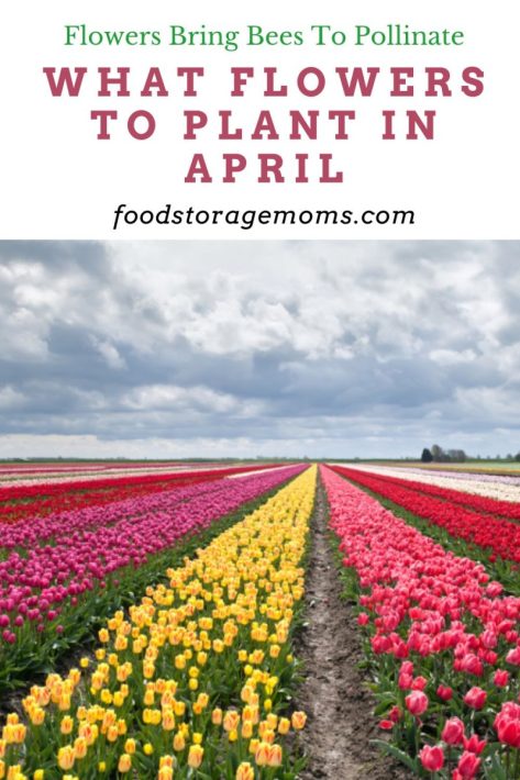 What Flowers to Plant in April